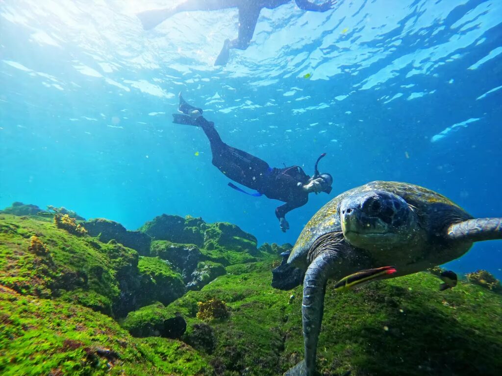 Adventure in the Galápagos Islands with our expertly designed tours. Luxury cruise, visits to islands like Santa Cruz, Isabela, and San Cristóbal, where you can see giant tortoises, sea lions, and endemic birds. With certified naturalist guides and personalized attention, we guarantee an authentic and safe experience. Columbus Travel Ecuador