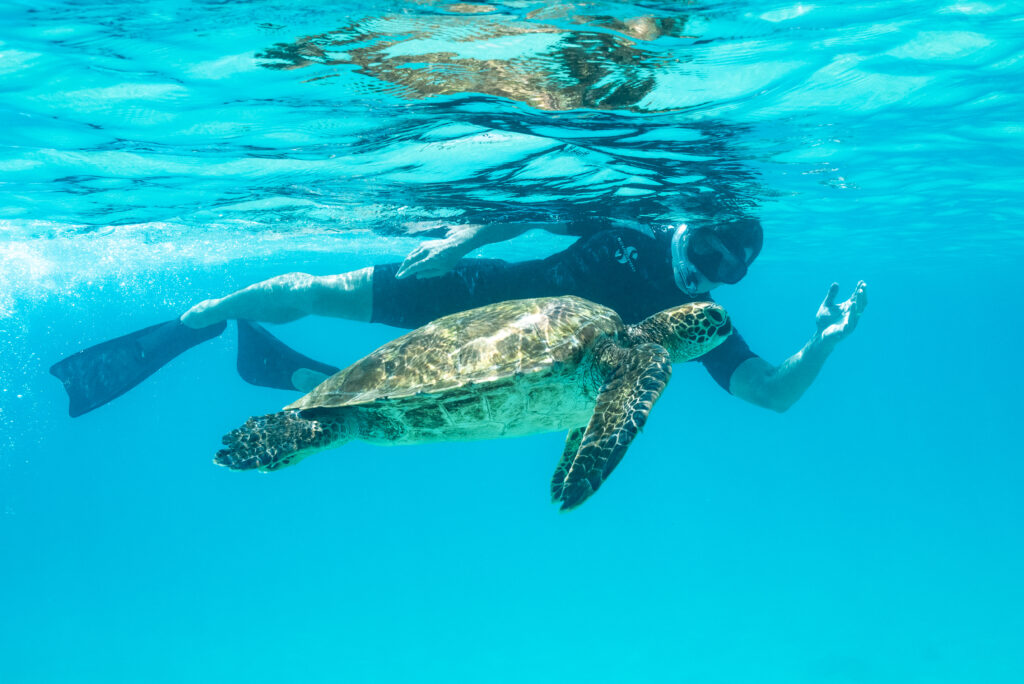 Travelers snorkeling during a multi-day Galapagos cruise experience